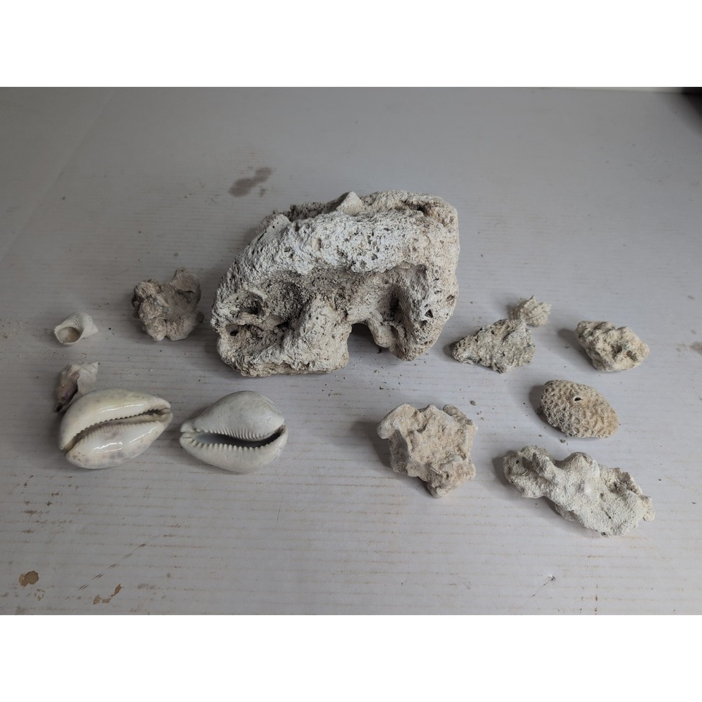 Mixed Lot Of 12 Coral Skeleton And Aquarium Seashell Pieces